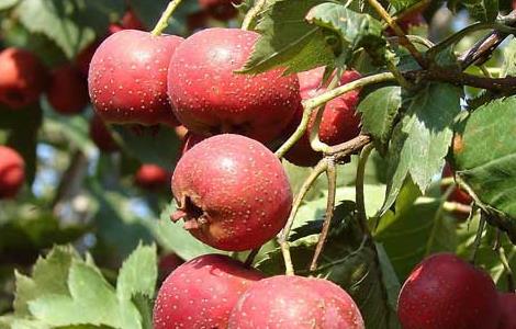 山楂几月份成熟（山楂几月份成熟采摘北方）