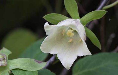 党参种子播种方法(党参种子播种方法视频)