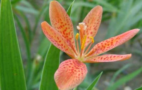 射干的产地分布（射干的产地是哪里）