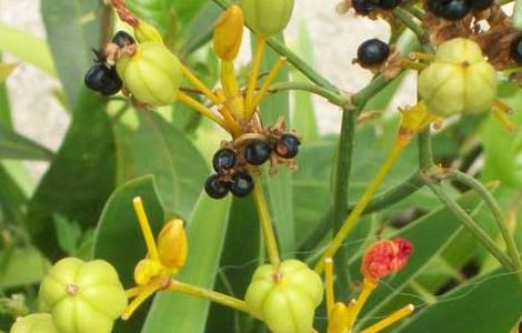 射干种子播种方法 射干种子如何催芽