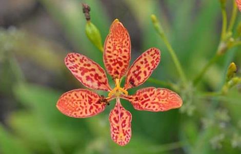 射干的繁殖方法 射干怎么种