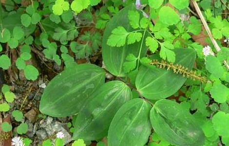 玉竹的繁殖方法 玉竹的繁殖方法主要有什么和什么