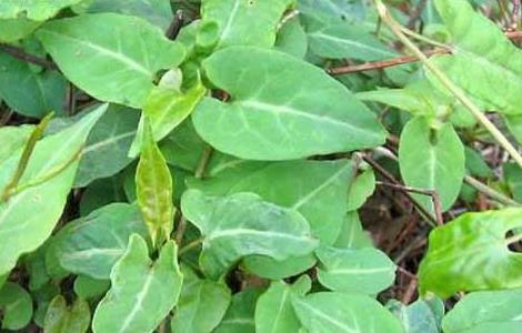 何首乌的繁殖方法（何首乌的繁殖方法有哪些）