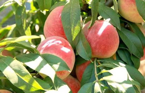 桃子什么时候成熟（橘子什么时候成熟季节）