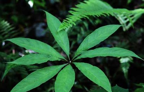 天南星病虫害防治技术 天南星茎枯病