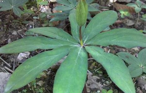 重楼的产地分布（重楼的产地分布在哪里）