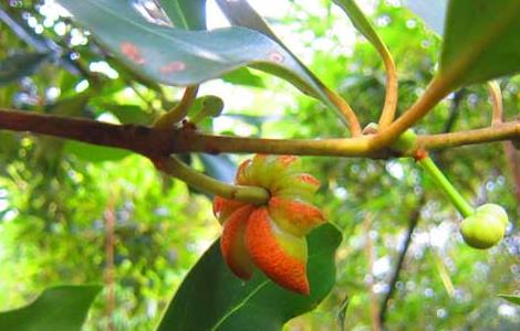 八角树种多久结果（八角树一年结几次果）