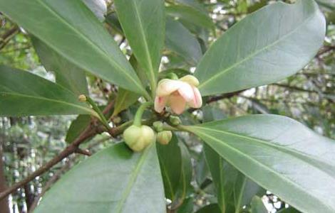 八角树的繁殖方法（八角树的种植方法繁殖）