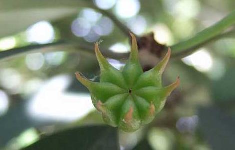 八角树的繁殖方法