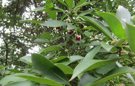 八角树的种植条件 八角树的种植技术