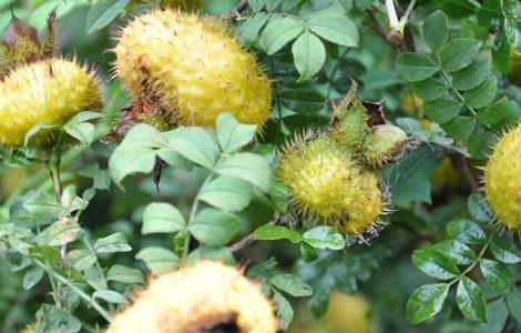 刺梨种植技术（刺梨种植技术规范）