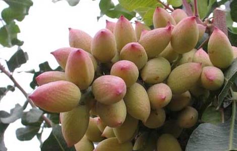 开心果树几年结果 开心果树多少年结果