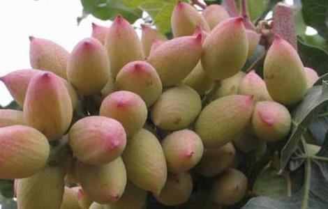 开心果树种植条件（开心果树种植条件及方法）