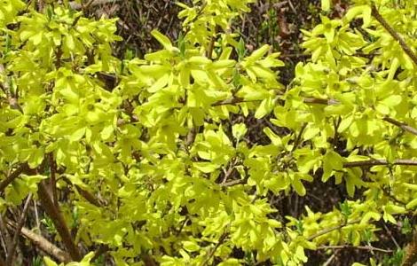 连翘的产地分布 连翘的产地分布在哪里