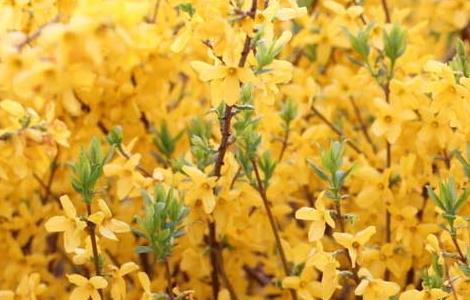 连翘的繁殖方法（连翘的繁殖方法图解）