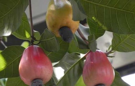 腰果的产地分布 腰果的产地是什么地方