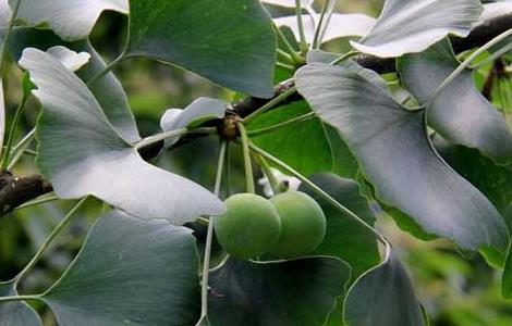 银杏树的产地分布 银杏树的产地分布图