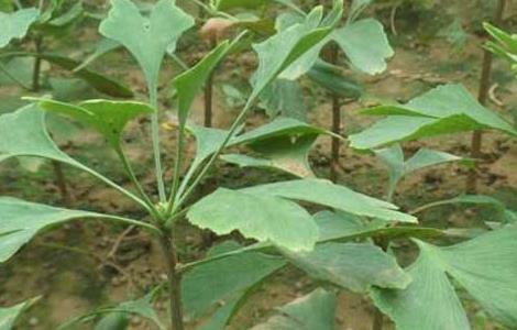 银杏树的繁殖方法（银杏树的繁殖方法5种）