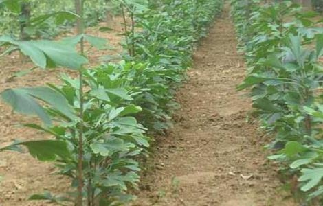 银杏树的繁殖方法