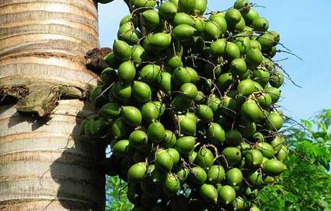 槟榔的产地分布（槟榔的产地是什么地方）