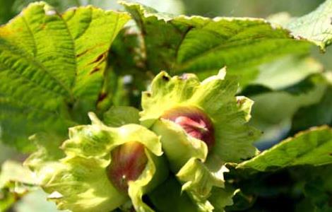 榛子树种植几年结果 榛子树种植时间