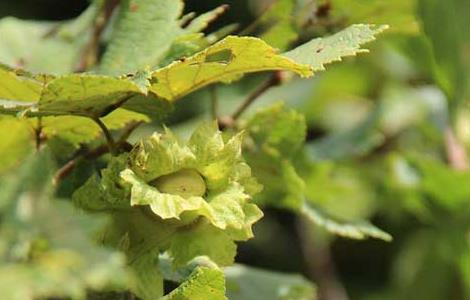 榛子的繁殖方法（榛子怎样繁殖）