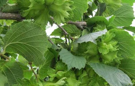 榛子的繁殖方法