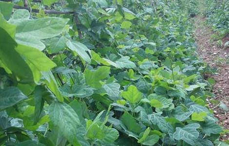 葛根种植技术 葛根种植技术生长环境