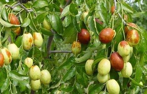 枣树嫁接方法 枣树嫁接方法和时间