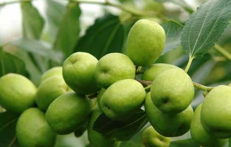 枣树几年结果（枣树几年结果子）