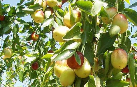 枣树修剪技术(枣树修剪技术视频)