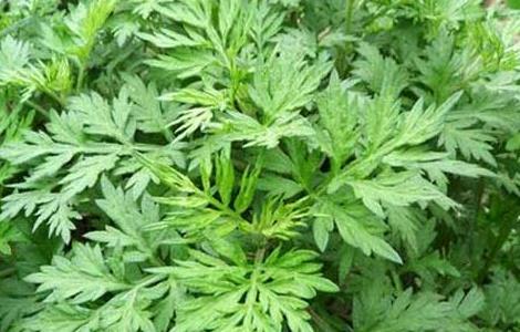 艾草种植技术 艾草种植技术及亩收益