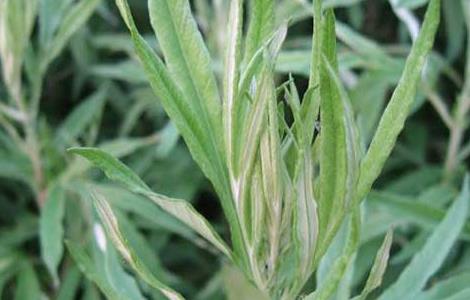 艾草的产地分布 艾草的产地分布在哪里