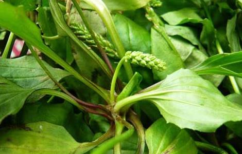 车前草的产地分布（车前草产自哪里）