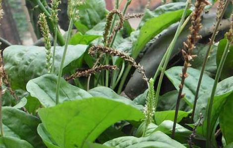 车前草种植技术（车前草 种植）