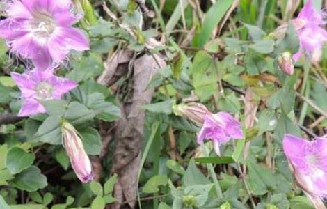 龙胆草的产地分布 龙胆草分布地区