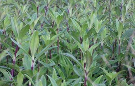 龙胆草的繁殖方法 龙胆草怎么种