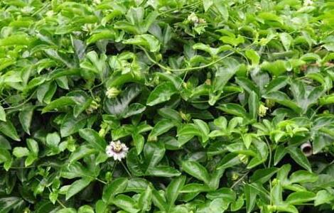 罗汉果种植技术 罗汉果种植技术及亩收益