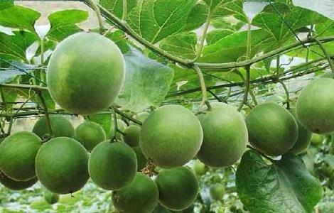 罗汉果的繁殖方法 罗汉果的栽培与繁殖