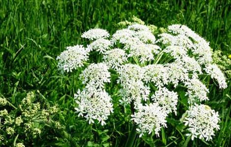 白芷产地在哪里(白芷产地在哪里最好)