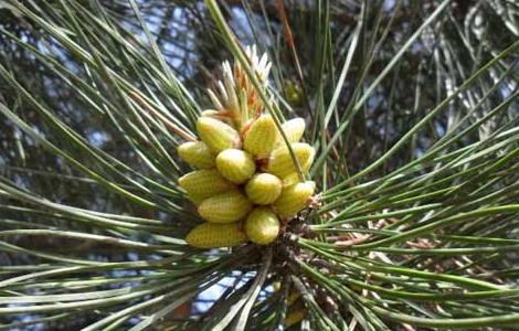 松花粉的采集技术（松花粉采集方法）
