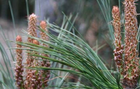 松花粉为什么要破壁 松花粉为什么要破壁吃