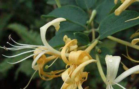 金银花盆景栽培技术 金银花盆景栽培技术和管理