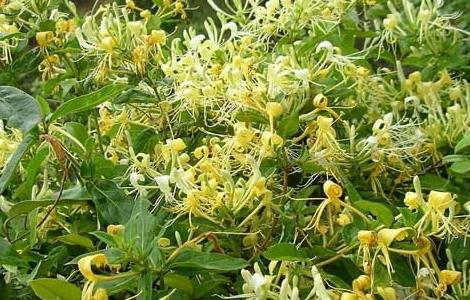 金银花为什么不开花