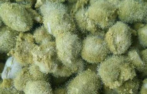 灵芝绿色木霉防治方法（灵芝绿色木霉防治方法图片）