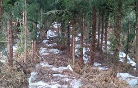 种植天麻赚钱吗(种植天麻赚钱吗现在)