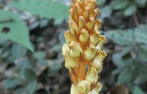 天麻花茎病防治方法（天麻花茎病防治方法有哪些）