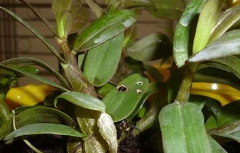 铁皮石斛种植条件（铁皮石斛种植需要条件）