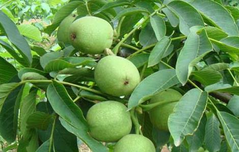 麻核桃长什么样子 麻核桃是什么核桃