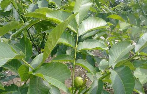 核桃苗育苗技术（核桃苗育苗技术研究）